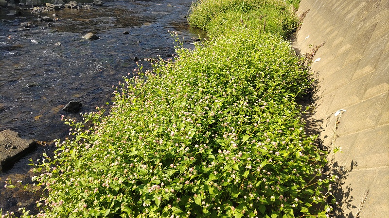 ミゾソバの花 横浜市旭区今川町
