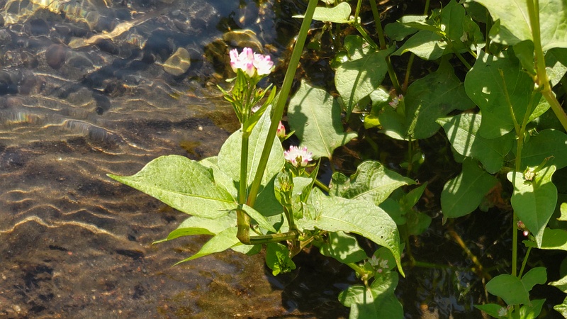 ミゾソバの花 横浜市旭区今川町