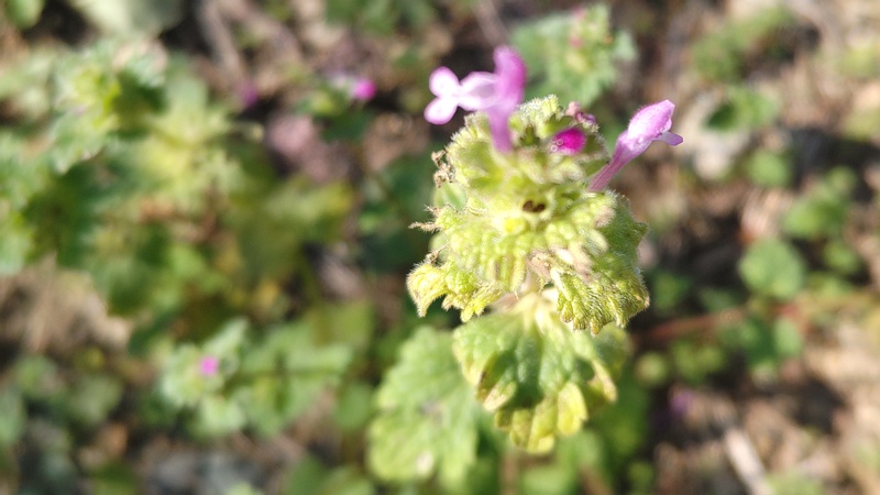 ホトケノザの花 横浜市旭区今宿南町