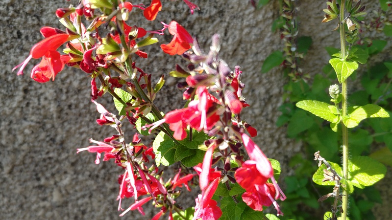 ベニバナサルビアの花 横浜市旭区今宿町