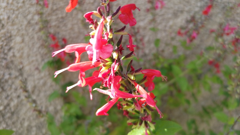 ベニバナサルビアの花 横浜市旭区今宿町