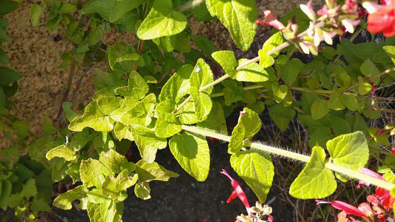 ベニバナサルビアの花 横浜市旭区今宿町