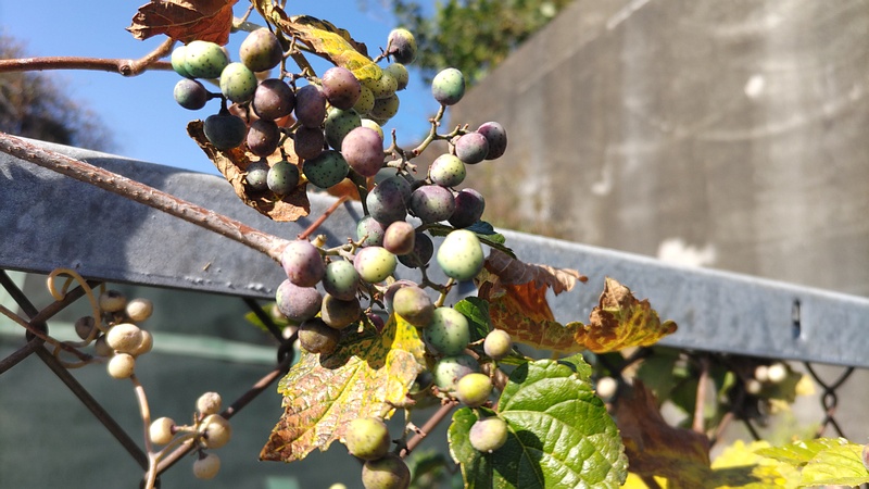 ノブドウの果実 横浜市旭区今宿町