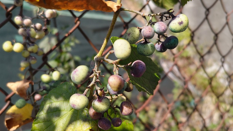 ノブドウの果実 横浜市旭区今宿町