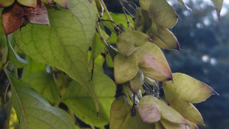 ミツバウツギの果実 横浜市旭区今川町今川公園