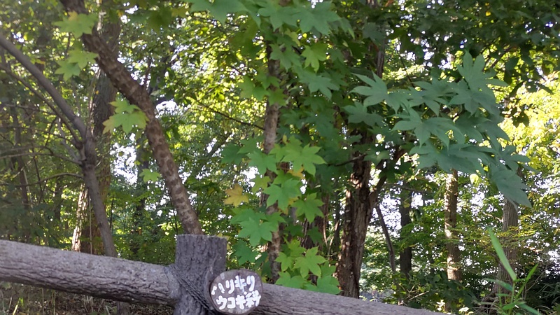 ハリギリ 横浜市旭区今川町今川公園