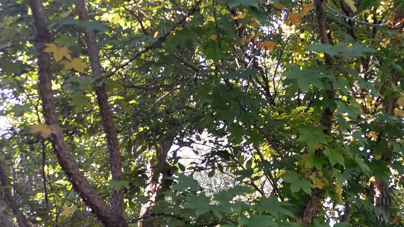 ハリギリ 横浜市旭区今川町今川公園