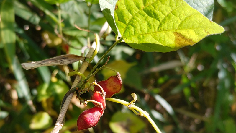 トキリマメの果実 横浜市旭区今川町今川公園