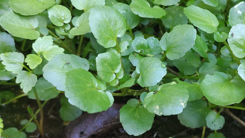 オランダガラシ 横浜市旭区今川町今川公園