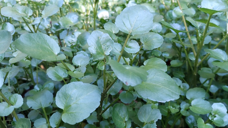オランダガラシ 横浜市旭区今川町今川公園