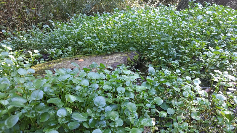 オランダガラシ 横浜市旭区今川町今川公園