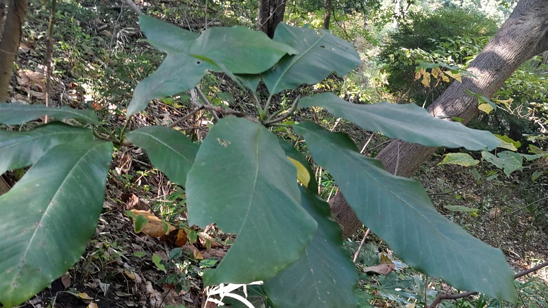 ホオノキの芽 横浜市旭区今川町今川公園