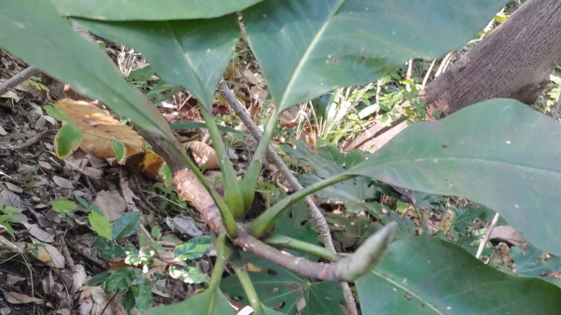 ホオノキの芽 横浜市旭区今川町今川公園