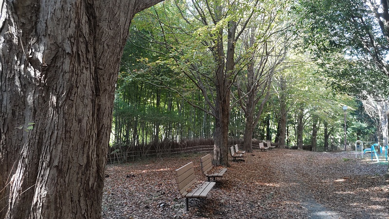 カツラ 横浜市旭区今川町今川公園