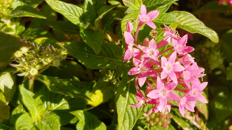 クササンタンカの花 横浜市旭区今川町今川公園