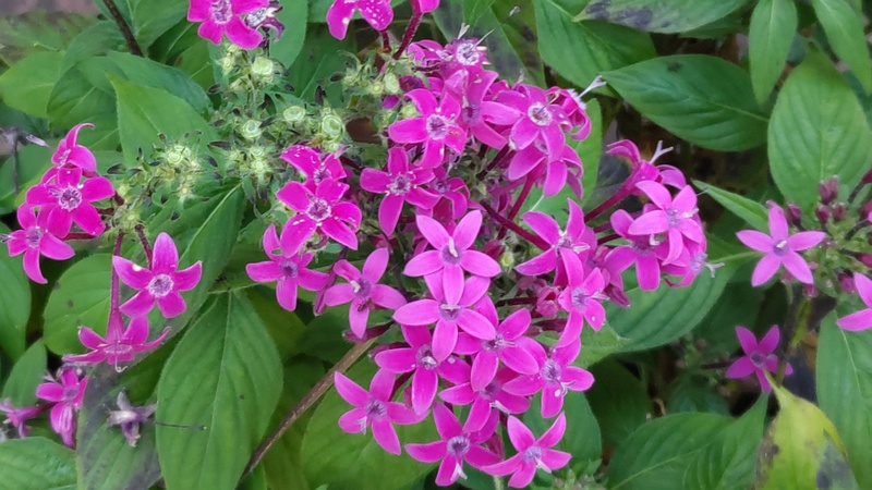 クササンタンカの花 横浜市旭区今川町今川公園