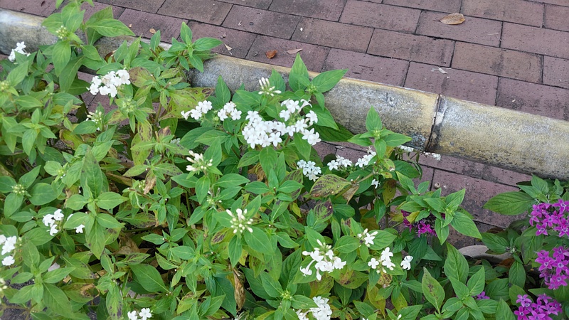 クササンタンカの花 横浜市旭区今川町今川公園