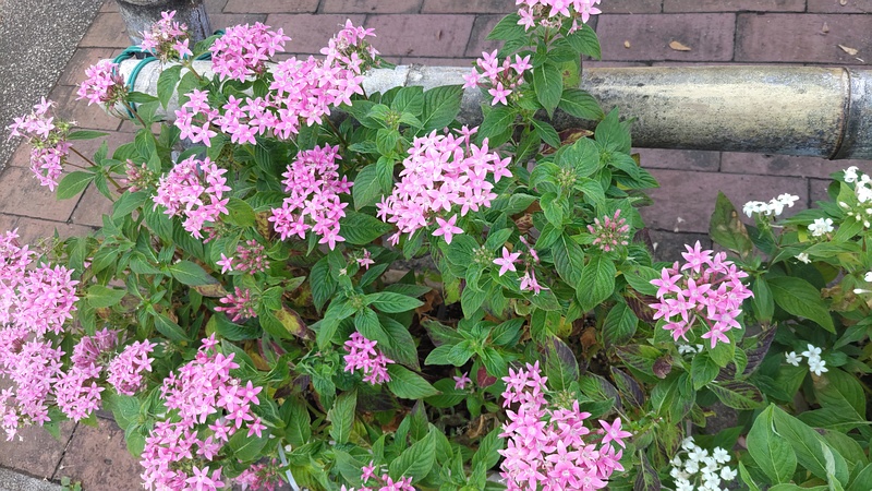クササンタンカの花 横浜市旭区今川町今川公園