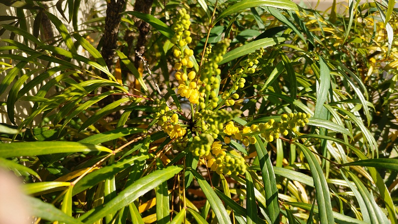ホソバヒイラギナンテンの花 横浜市旭区中沢町
