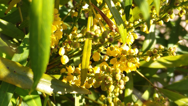 ホソバヒイラギナンテンの花 横浜市旭区中沢町