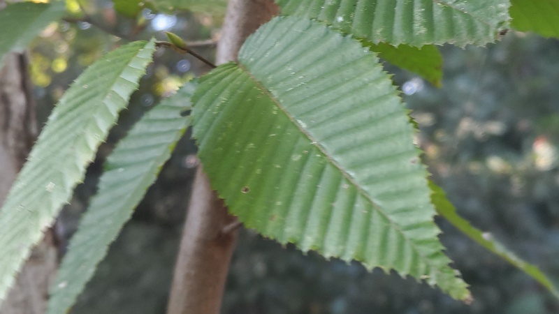 クマシデの芽 横浜市旭区希望が丘水の森公園