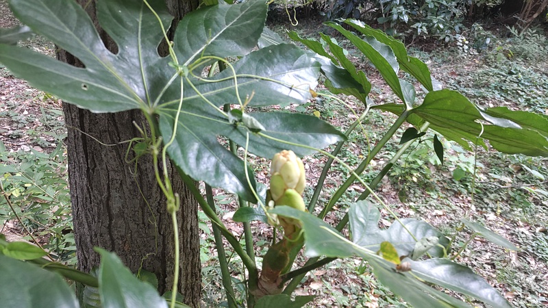 ヤツデの蕾 横浜市旭区希望が丘水の森公園