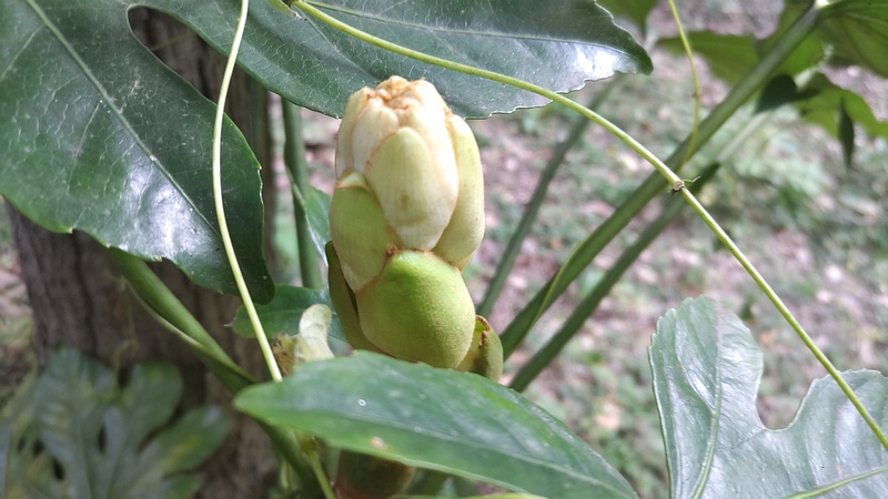 ヤツデの蕾 横浜市旭区希望が丘水の森公園