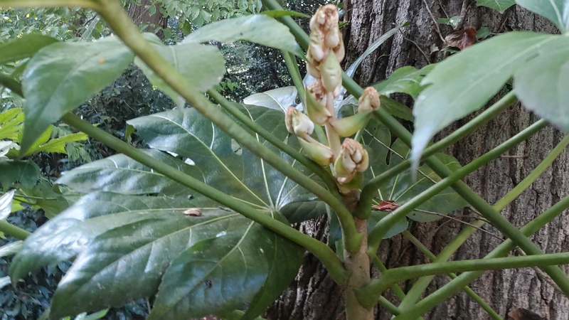ヤツデの蕾 横浜市旭区希望が丘水の森公園