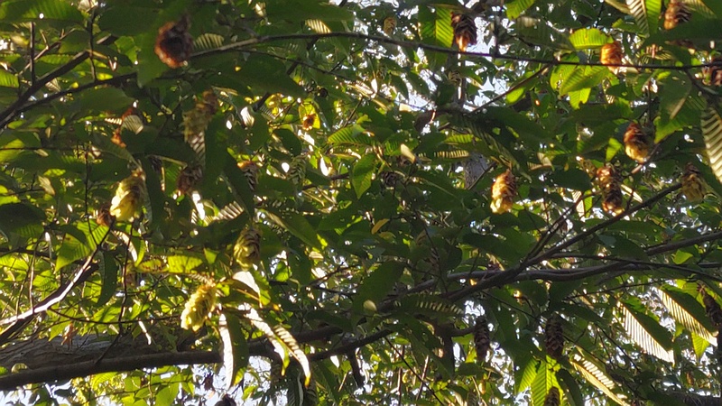 クマシデの果実 横浜市旭区希望が丘水の森公園