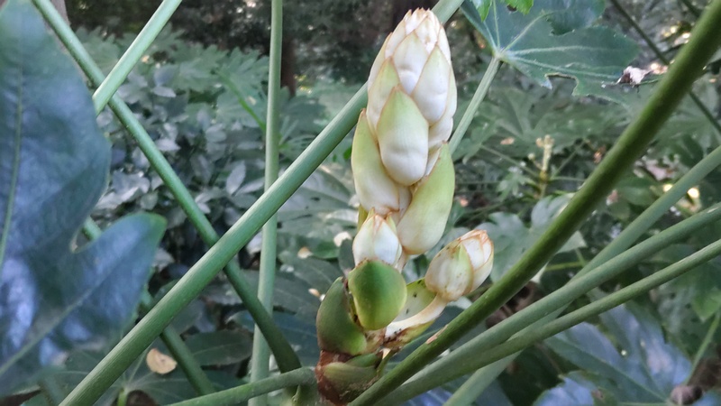 ヤツデの蕾 横浜市旭区希望が丘水の森公園