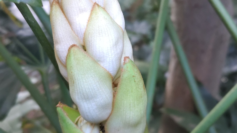 ヤツデの蕾 横浜市旭区希望が丘水の森公園