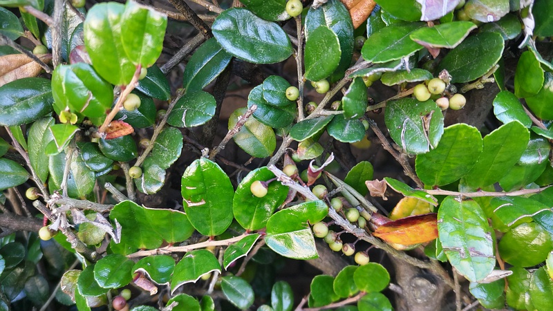 ハマヒサカキの果実 横浜市旭区中希望が丘
