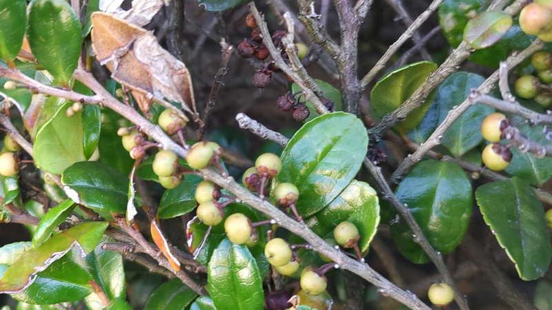 ハマヒサカキの果実 横浜市旭区中希望が丘