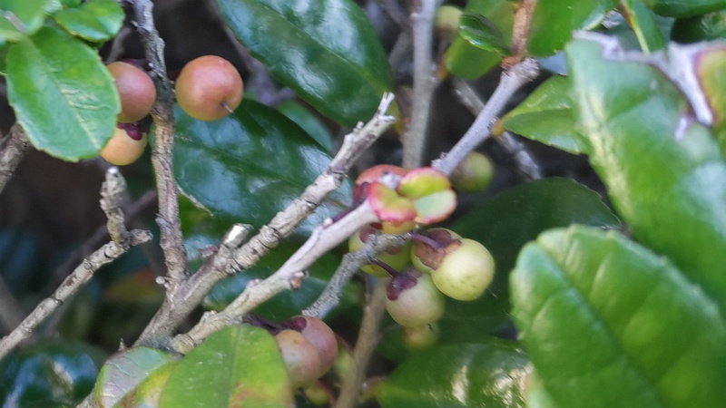 ハマヒサカキの果実 横浜市旭区中希望が丘
