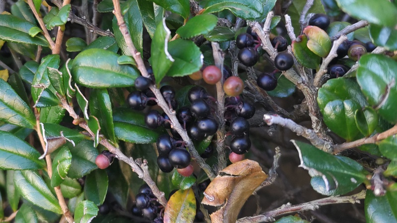ハマヒサカキの果実 横浜市旭区中希望が丘