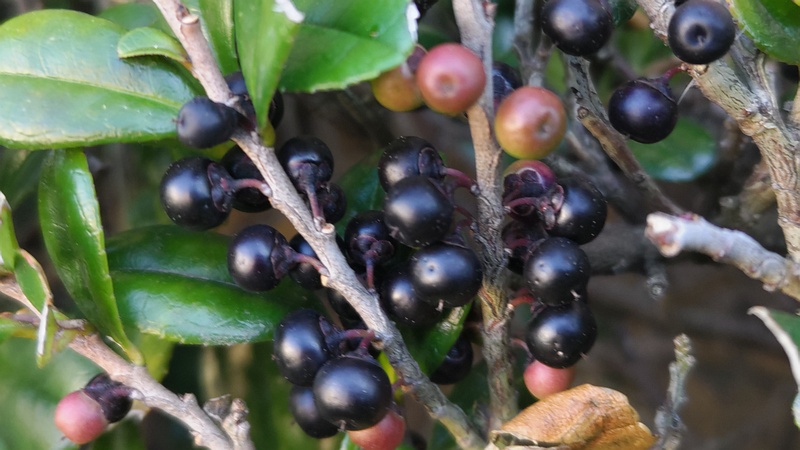 ハマヒサカキの果実 横浜市旭区中希望が丘