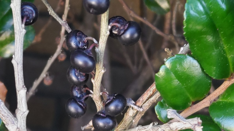 ハマヒサカキの果実 横浜市旭区中希望が丘