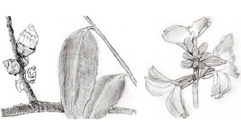 スケッチの練習 川崎市幸区