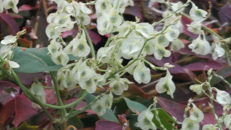 オトコエシの果実 横浜市旭区南希望が丘