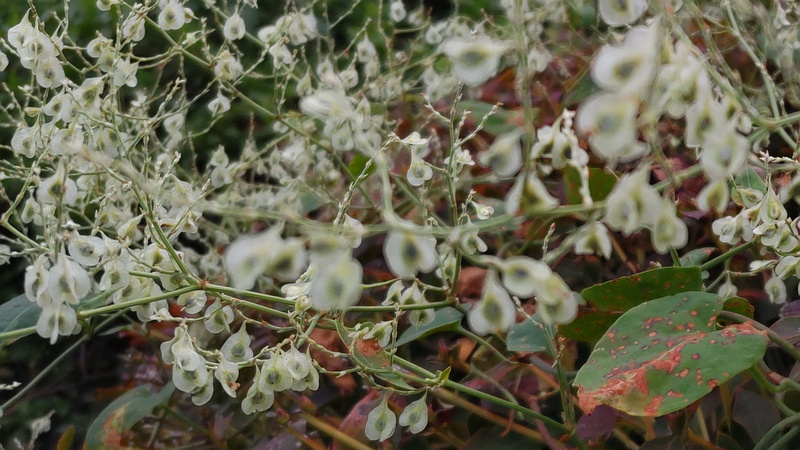 オトコエシの果実 横浜市旭区南希望が丘