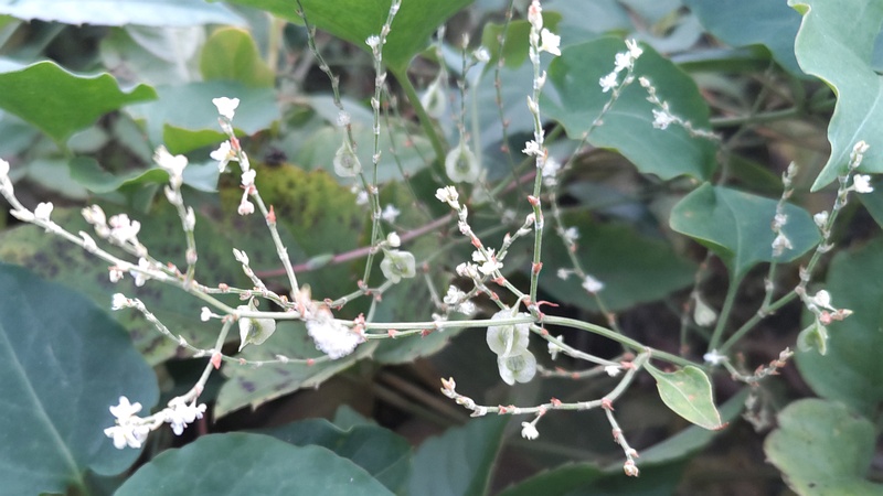 オトコエシの果実 横浜市旭区南希望が丘