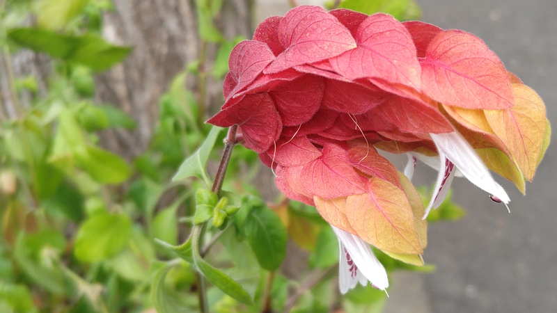 コエビソウの花 横浜市旭区中沢町