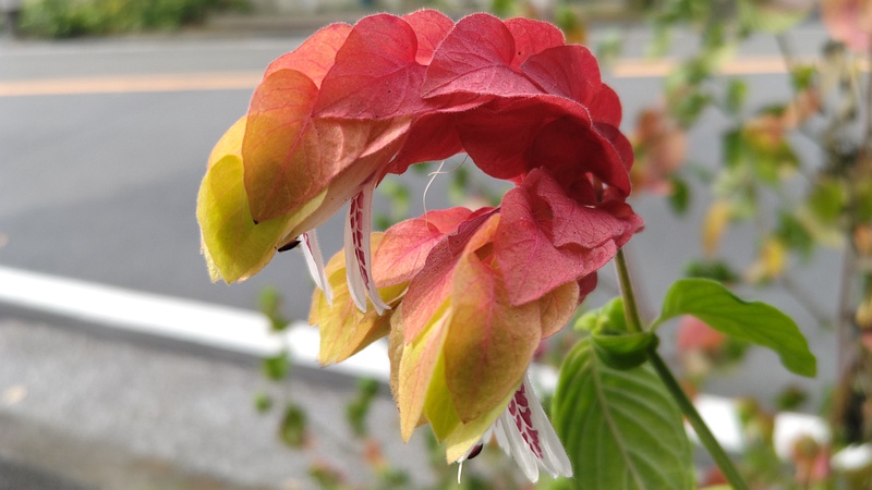 コエビソウの花 横浜市旭区中沢町