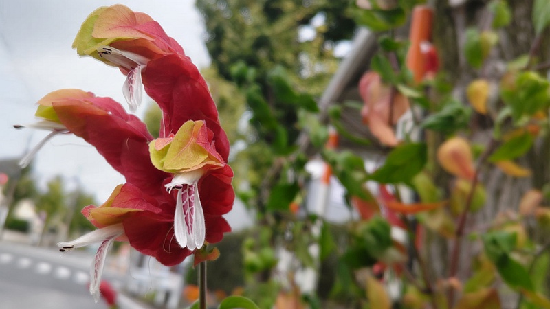 コエビソウの花 横浜市旭区中沢町
