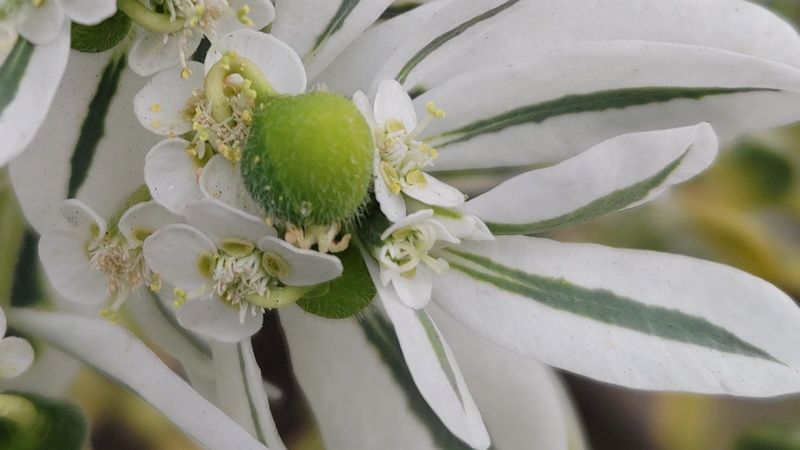 ハツユキソウの果実 横浜市旭区中沢町