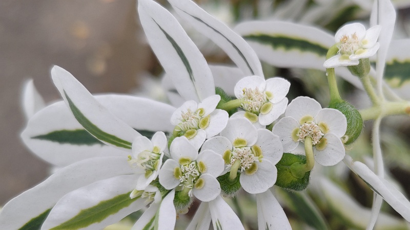 ハツユキソウの果実 横浜市旭区中沢町