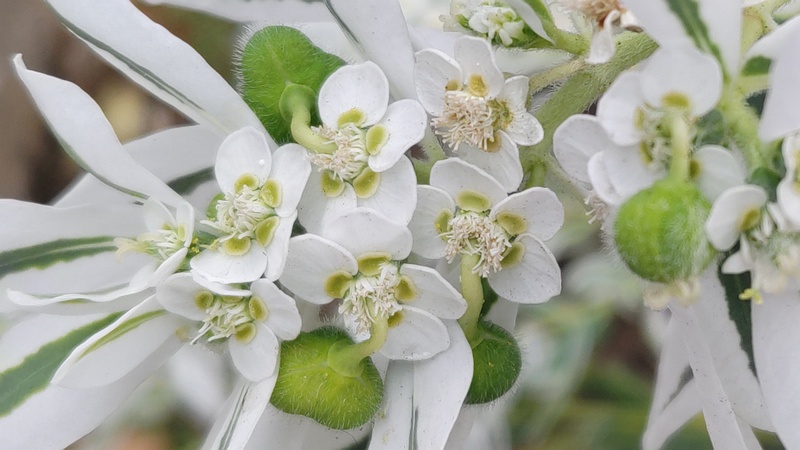 ハツユキソウの果実 横浜市旭区中沢町