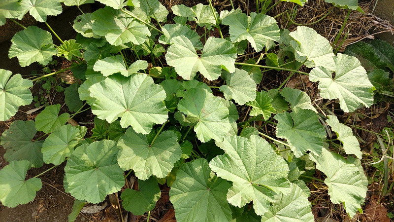 ゼニアオイ 横浜市旭区今宿南町