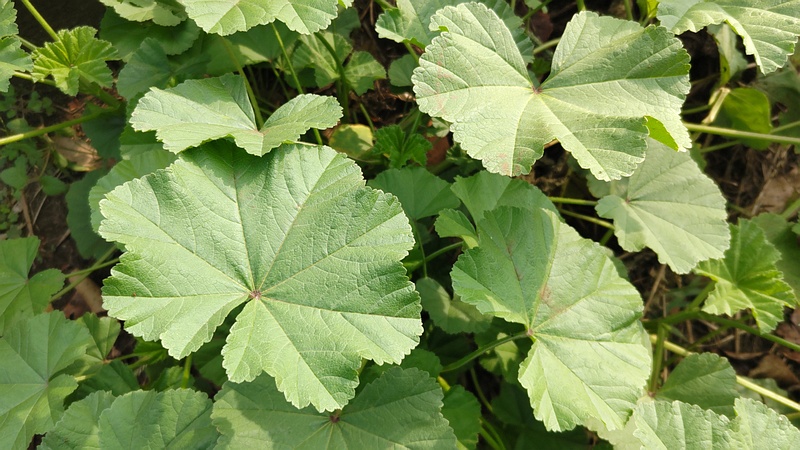 ゼニアオイ 横浜市旭区今宿南町