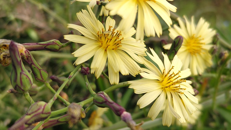 ホソバアキノノゲシの花 横浜市旭区今宿南町
